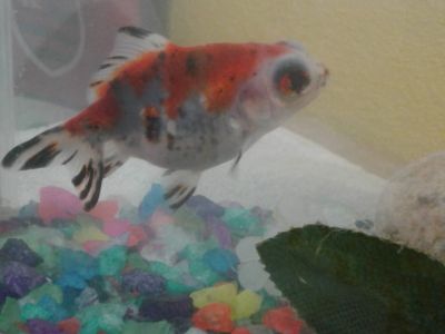 008 Feira Cultural 2018